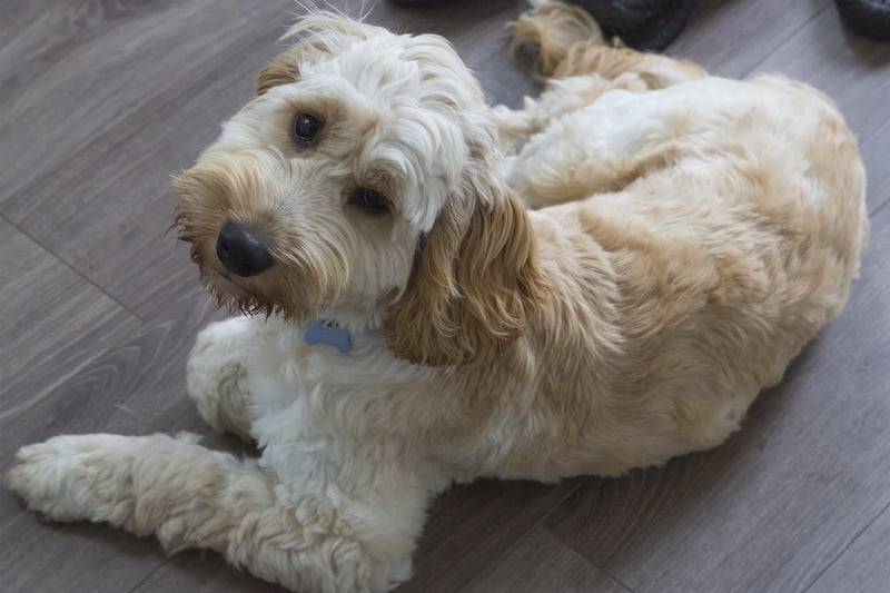 On sixth place, the name Teddy was particularly popular among Cockapoo owners probably due to the breed's teddy-like appearance. 