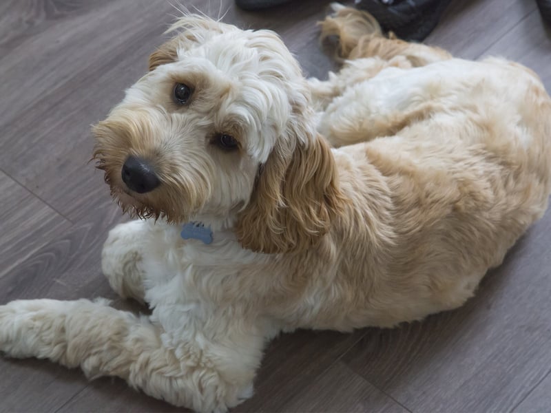 On sixth place, the name Teddy was particularly popular among Cockapoo owners probably due to the breed's teddy-like appearance.