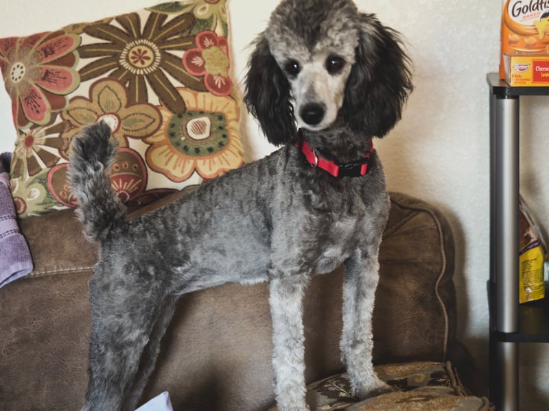 In second place, Bella was popular among various breeds including Cockapoos, Jack Russells, and Staffies.