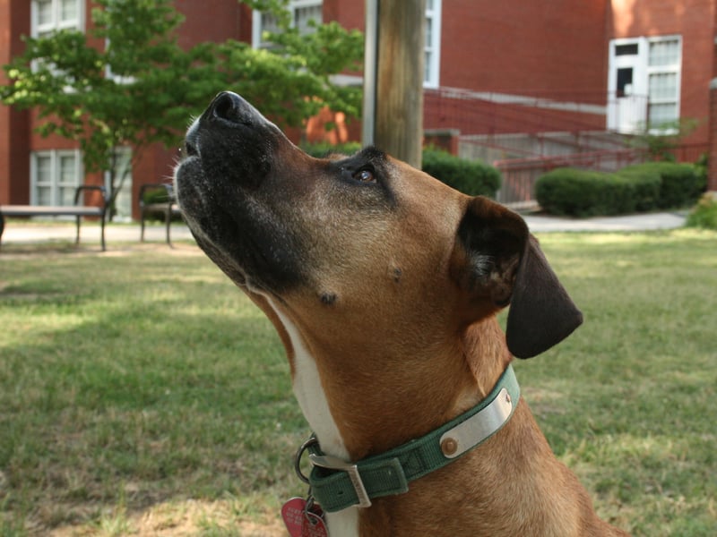The precious Ruby ranked 14th and was a top choice for Staffies and Labrador Retrievers.