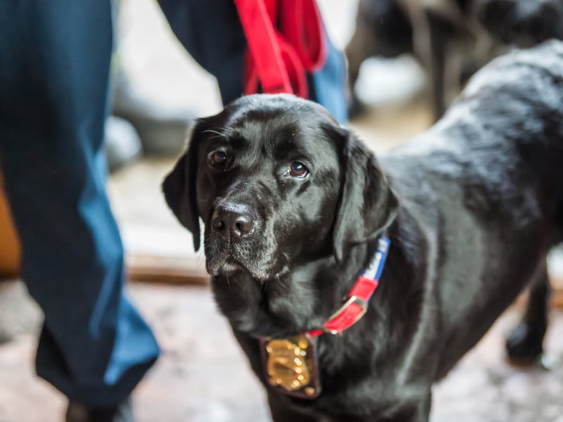 Ranked fourth was the whimsical name Willow. It was especially popular among Cocker Spaniels and, Cockapoos, Labrador Retrievers, Golden Retrievers and German Shepherds.