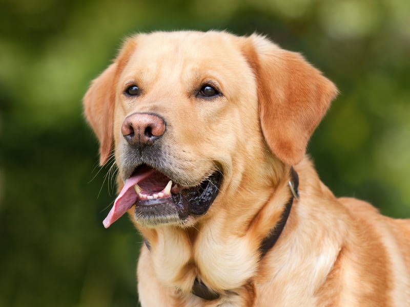 In 17th Place, Mabel was a popular name choice for Labrador Retrievers.