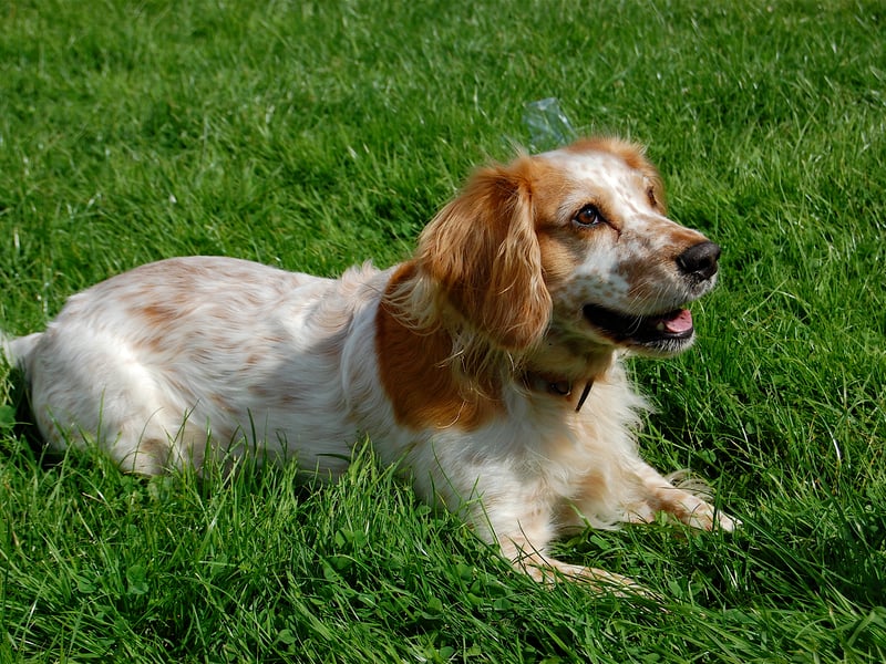 Ranking 16th, Bonnie was a popular choice among Cocker Spaniel owners.