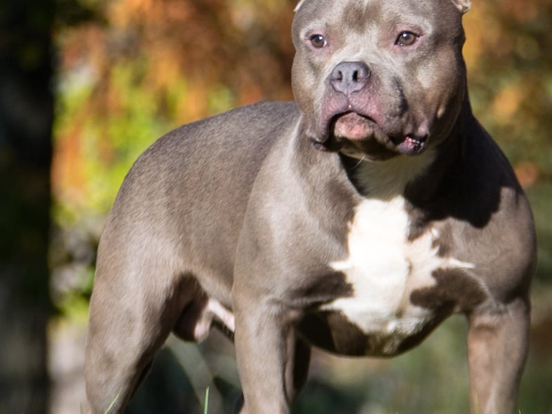 Charlie ranked 19th among the dog names.