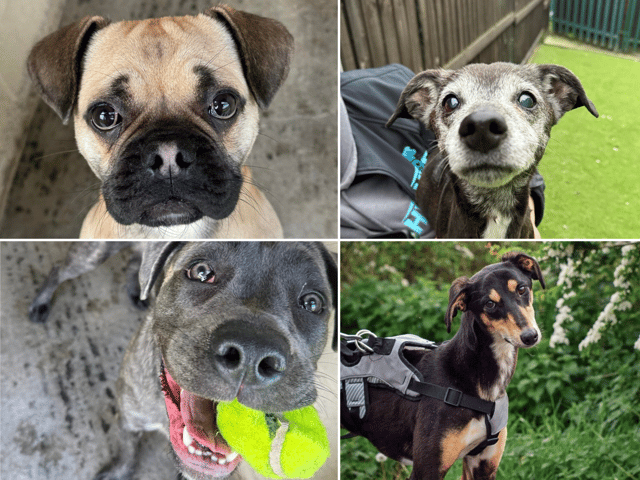 Can you offer a home to these dogs?