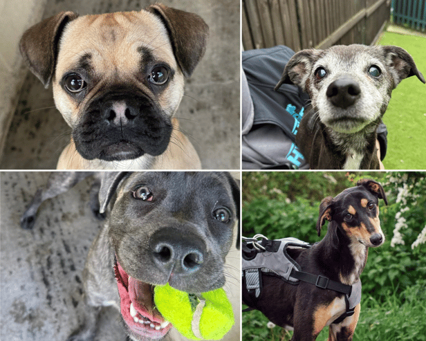 Can you offer a home to these dogs?