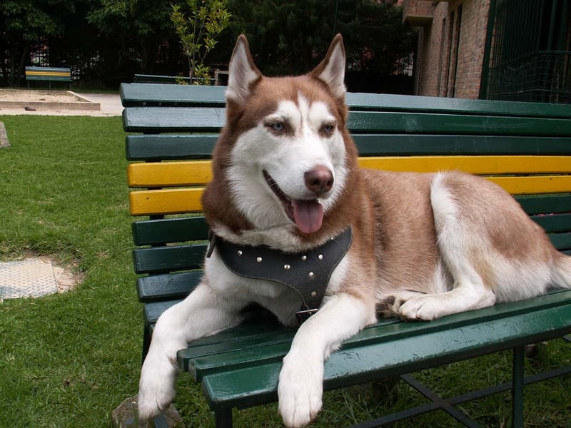 Luna was the most popular dog name especially among Cocker Spaniels, German Shepherds and Staffies.