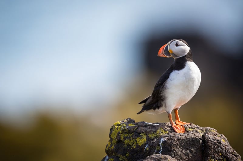 It may come as a surprise to some that you can see puffins so close the the Central Belt, but a short boat trip from Anstruther in Fife (opposite the village's famous fish & chip shop) takes you to the seabird haven of the Isle of May. You can spend a few hours on the island before the return journey and can get up close and personal with the puffins who have little fear of humans. Check out the timetable on the May Princess website - it's a popular trip so you'll probably have to book in advance.