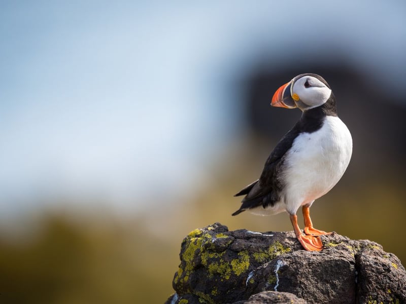 It may come as a surprise to some that you can see puffins so close the the Central Belt, but a short boat trip from Anstruther in Fife (opposite the village's famous fish & chip shop) takes you to the seabird haven of the Isle of May. You can spend a few hours on the island before the return journey and can get up close and personal with the puffins who have little fear of humans. Check out the timetable on the May Princess website - it's a popular trip so you'll probably have to book in advance.