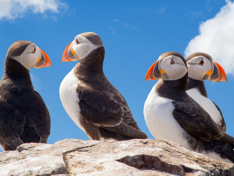 There are no shortage of great puffin spotting locations in the Shetland Islands. It takes a bit of time to get to the islands themselves, but once you get to the archepelego, Sumburgh Head is one of the easiest places to get to for seabird enthusiasts. There are good roads to get to the southernmost point of the Shetland Mainland - you can even catch a bus - and you'll see puffins as soon as you walk out of the car park.