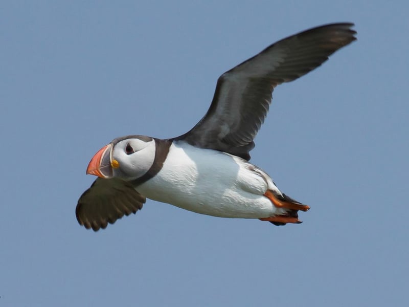 Another tricky to reach puffin-packed destination is Fair Isle - located between the Orkney and Shetland Islands (it's the southernmost Shetland island). You can get there by boat from Grutness Pier at the southern tip of Shetland or (during summer only). You can also get a plane from Tingwall Airport, near Lerwick. Be warned though - all transport is subect to the notoriously changeable weather in the region. Once there you can enjoy picturesque shipwrecks, shop for traditional knitted jumpers and see puffins at the cliffs at Skroo, Buness and Easter Lother.