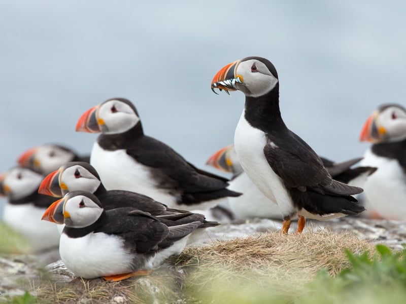 If you're looking for a real adventure - and to get away from it all - the remote island of Handa is the ideal destination. It's just off the remote north-west Sutherland coast. You get to the nature reserve by taking a small boat from Tarbet harbour and can spend some time on the island, where the high sandstone cliffs are dotted with breeding seabirds, including puffins.