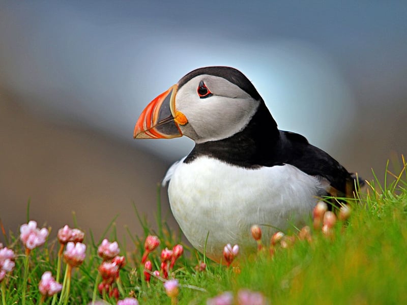 Home to the famous basalt columns that make up Fingal's Cave, the island of Staffa on Scotland's west coast is a popular tourist destination all year round. But if you're there during puffin season you'll also be able to see the entertaining birds - both on the island and during the boat trips that take you there from Mull and Iona.
