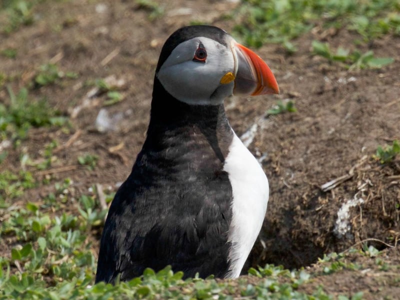 Another spot on the Aberdeenshire coast to see puffins is on the cliffs at Cruden Bay. It's another easy location to get to - a short walk from the village and you can also take in Slains Castle and a delightful sandy beach at the same time. The nearby cliffs at Bullers of Buchan are also home to a colony of puffins.