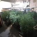 Inside a cannabis farm in Ecclesfield, Sheffield, which was uncovered by police