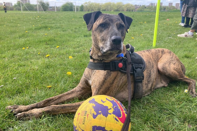 Nine-year-old Billy is a Bull Mastiff x Lurcher with a larger than life personality. He would suit a retirement home with a sofa big enough to squeeze everyone on.