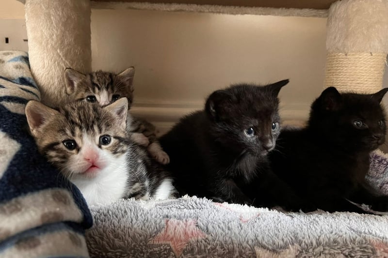 Two-month-old kittens Willow, Teddy, Poppy and Tilly are a bundle of joy and love to whizz around their apartment playing with one another. They still live with their mum, but are ready to fly the nest now. They'd happily be paired off together with new families.
