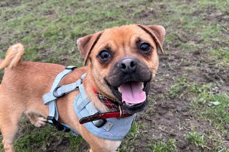 Mini Milo is a one-year-old Jug (JRT x Pug) with a happy-go-lucky attitude. He would suit and active family to keep him busy and entertained, but would need to be the only pet in the house.