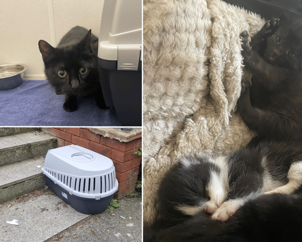 These cats were abandoned in Sheffield