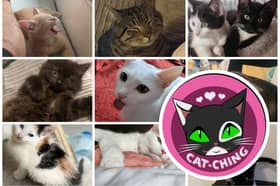 Sheffield cat rescue charity Cat-CHING says it is "at risk" due to the stress of having over 100 cats in its care, with this year's kitten season being the most severe yet.