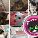 Sheffield cat rescue charity Cat-CHING says it is "at risk" due to the stress of having over 100 cats in its care, with this year's kitten season being the most severe yet.
