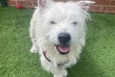 Stephen the Highland Terrier is in need of a new home