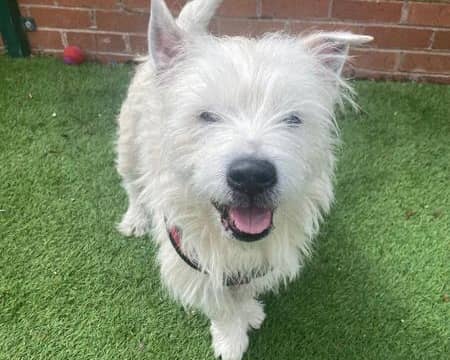Stephen the Highland Terrier is in need of a new home
