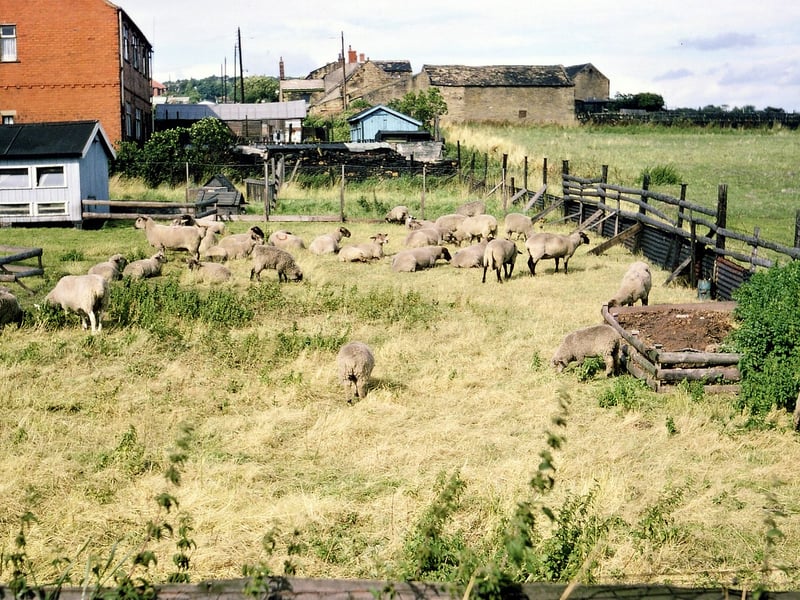 Sheep grazing in a paddock located at the junction of Haigh Moor Road with Batley Road. Pictured in August 1967.