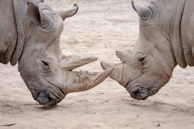 Rhinoceroses have been most critically impacted by the poaching crisis