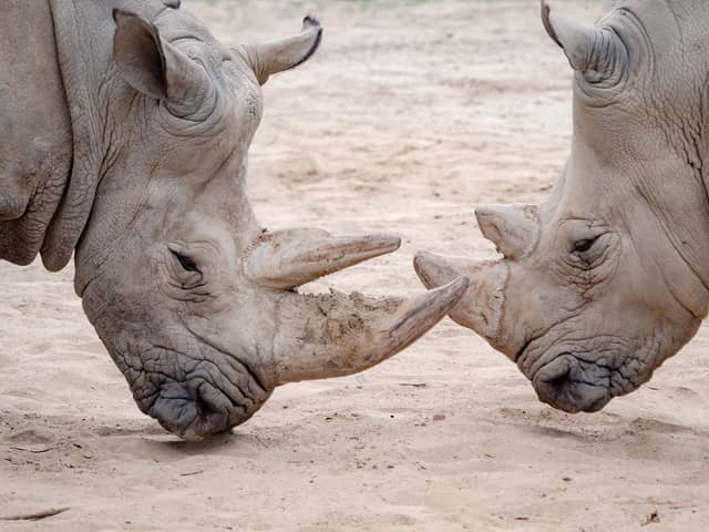 Rhinoceroses have been most critically impacted by the poaching crisis
