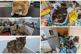 These photos show the appalling' conditions in which two cats were found living at a flat in Barnsley. Their former owner has been banned from keeping animals and narrowly spared jail. Photos: RSPCA