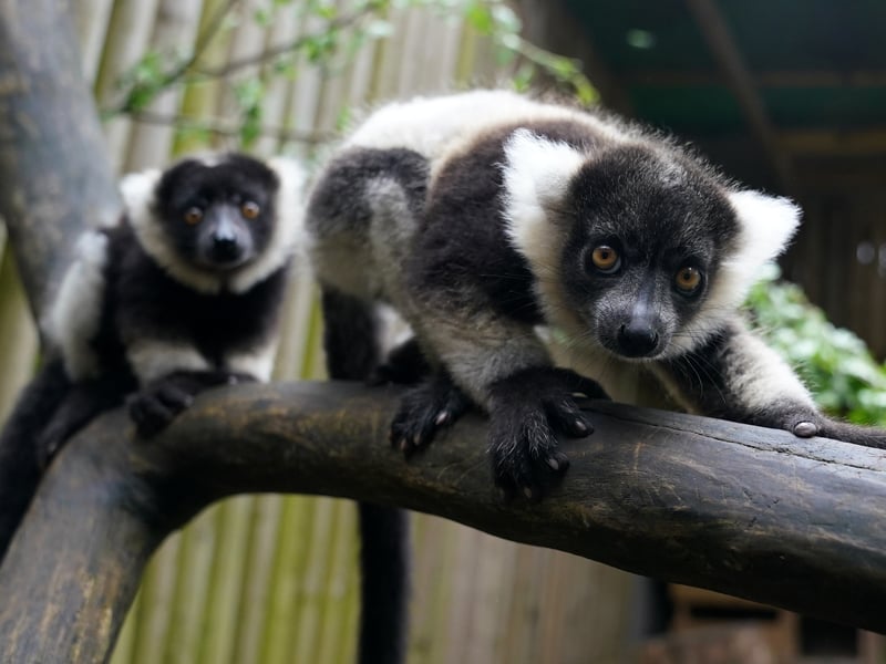 The six-week-old black-and-white ruffled lemurs at Blair Drummond Safari and Adventure Park.