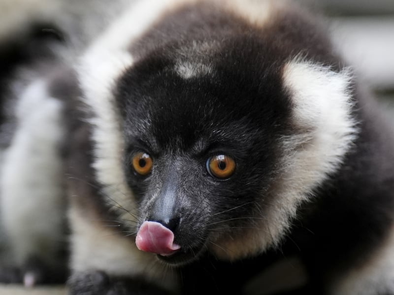 One of the black-and-white ruffed lemur pups at Blair Drummond Safari and Adventure Park. 
