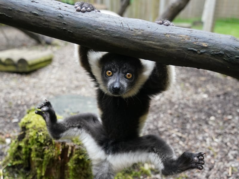 One of the two black-and-white ruffed lemur pups born at Blair Drummond Safari and Adventure Park.