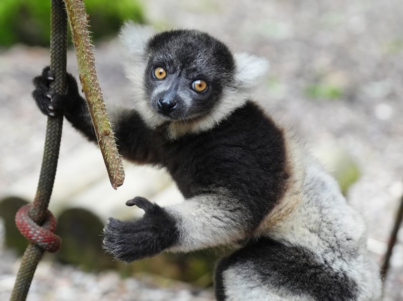 One of the black-and-white ruffed lemur pups at Blair Drummond Safari and Adventure Park.