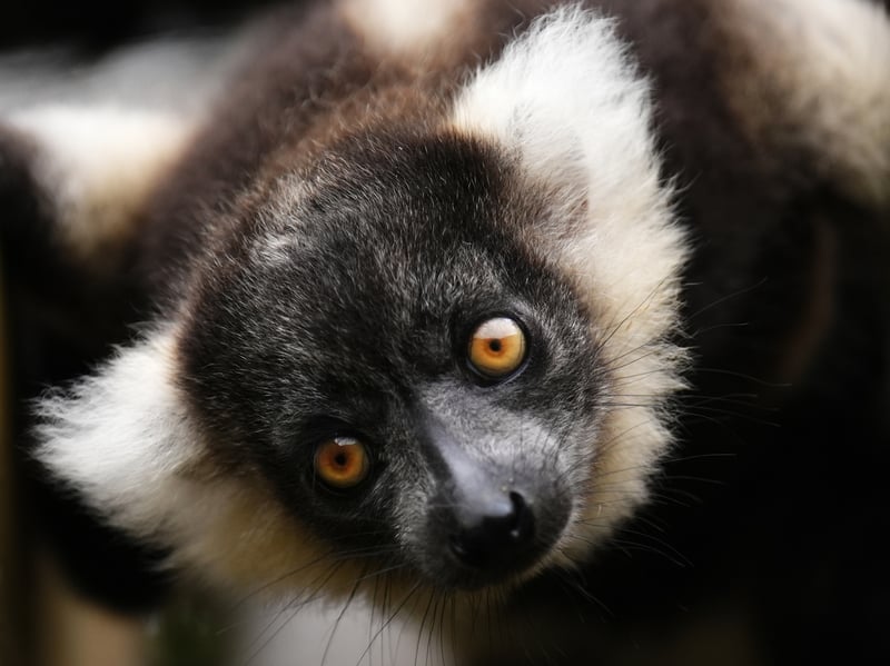 One of the six week old lemur pups at Blair Drummond Safari and Adventure Park. 
