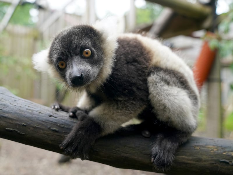One of the black-and-white ruffed lemur pups at Blair Drummond Safari and Adventure Park.
