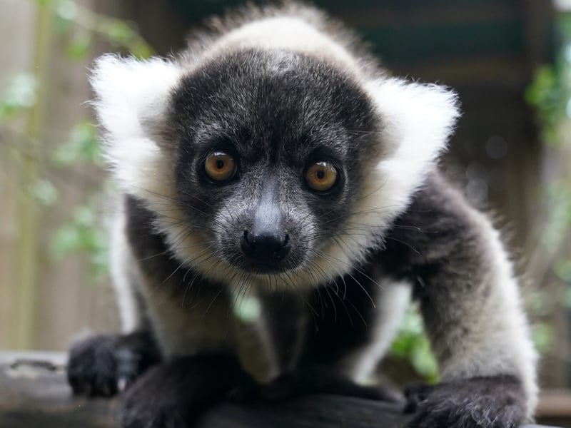 One of the black-and-white ruffed lemur pups at Blair Drummond Safari and Adventure Park.