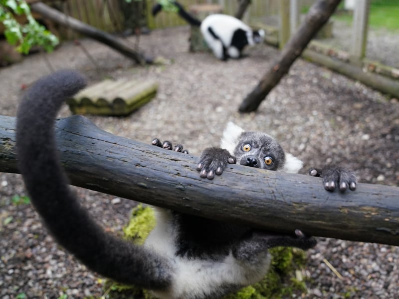 One of the black-and-white ruffed lemur pups at Blair Drummond Safari and Adventure Park.
