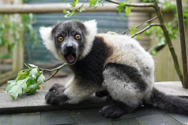 One of two black-and-white ruffed lemur pups born at Blair Drummond Safari and Adventure Park, near Stirling.