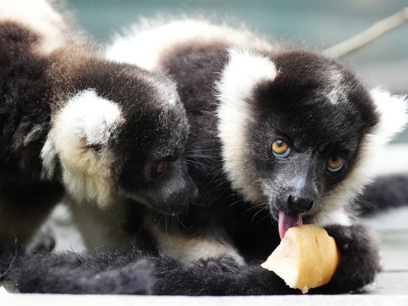 One of the black-and-white ruffed lemur pups which was born at Blair Drummond Safari and Adventure Park, near Stirling.