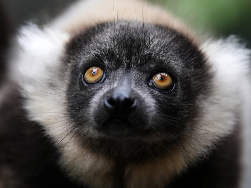 One of the black-and-white ruffed lemur pups at Blair Drummond Safari and Adventure Park. 
