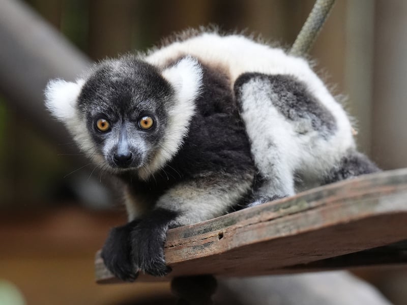 One of the black-and-white ruffed lemur pups at Blair Drummond Safari and Adventure Park.