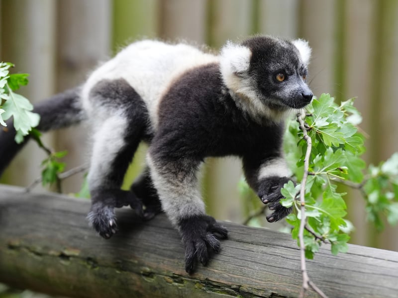 One of the black-and-white ruffed lemur pups at Blair Drummond Safari and Adventure Park.