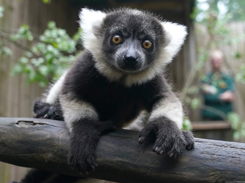 One of the black-and-white ruffed lemur pups at Blair Drummond Safari and Adventure Park. 
