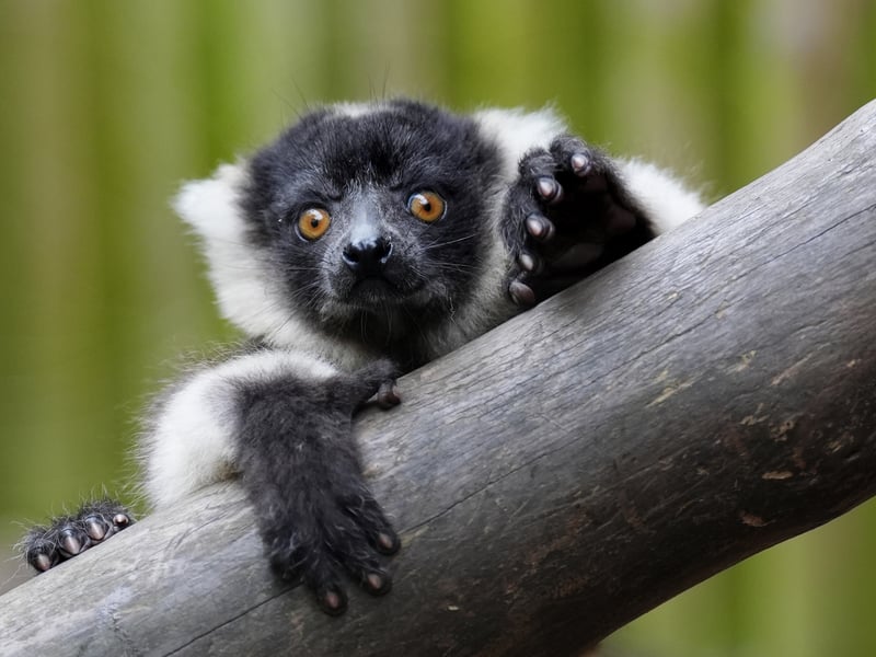 One of the six week old black-and-white ruffed lemur pups at Blair Drummond Safari and Adventure Park.