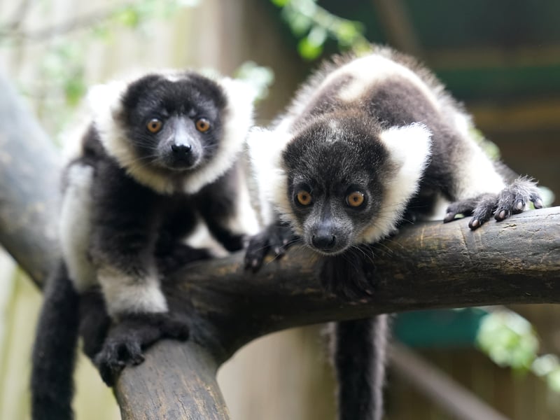 Nova and Evie, the two critically endangered black-and-white ruffed lemur pups born at Blair Drummond Safari and Adventure Park, near Stirling.