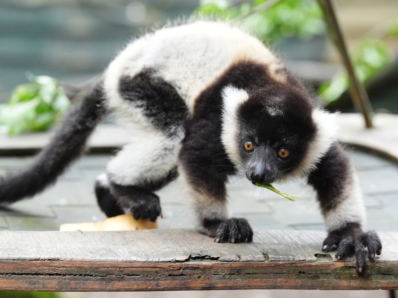 Nova and Evie are two endangered black-and-white ruffed lemur pups living at Blair Drummond Safari and Adventure Park.