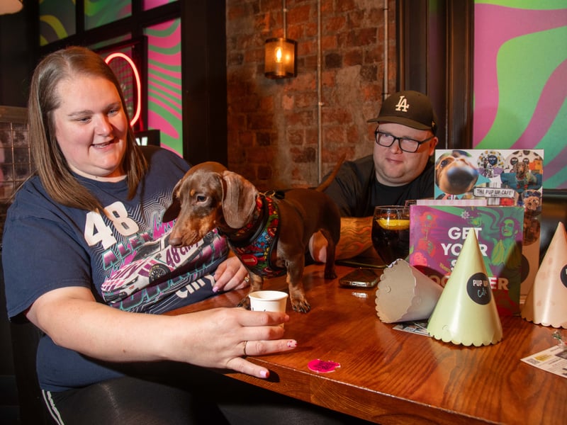 This Dachshund enjoys a puppuccino.