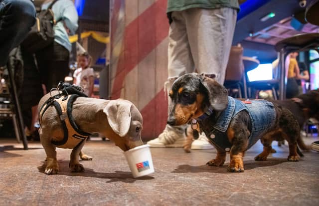 These Dachshunds make friends.